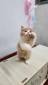 cat rehome