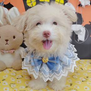Maltipoo