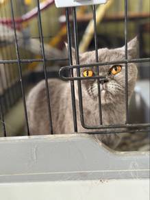 kucing BSH