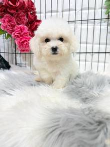 HH66 Bichon Frise tiny size puppy