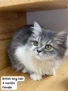 British Long Hair cat for sale