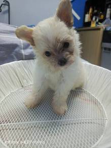 Pomapoo Puppy For Sale