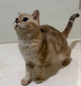 Golden female kitten for rehome