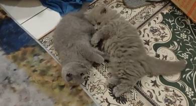British longhair kitten for sell