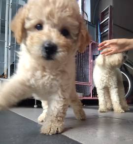 Toys Poodle