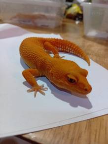 Leopard Gecko 