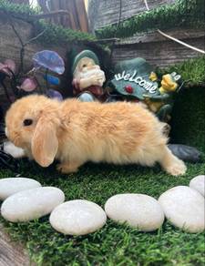 Holland lop
