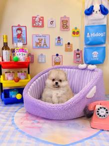 fluffy baby girl pomeranian