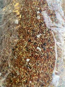 Mix Seed Finches