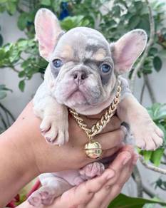 FRENCH BULLDOG PUPPIES 🌻S203 Boy~Girl