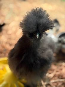 Silkie