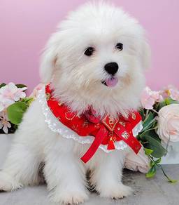 Maltipoo