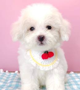 Toy Poodle