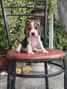Pure Breed Beagle (1M2F) 纯种比格犬 米格鲁
