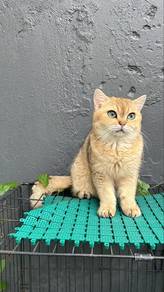 Adult BSH Female