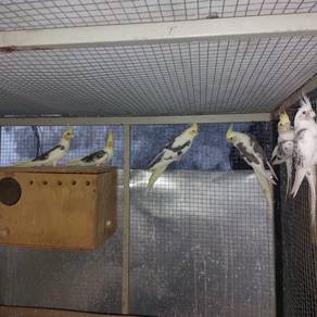 Burung Cockatiel