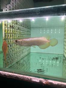 Jualan clear tank
