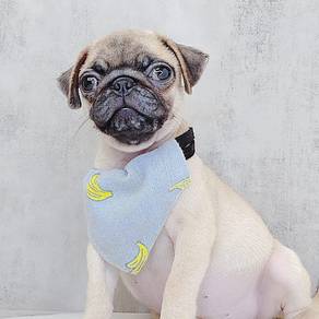 Pug