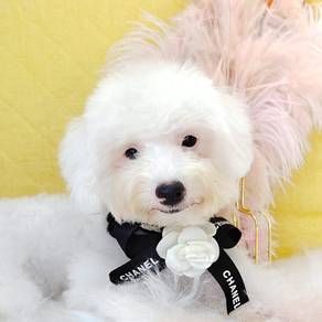 Poodle