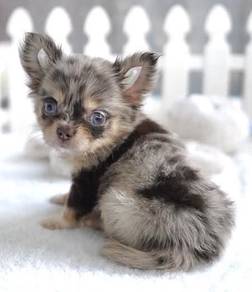 CHIHUAHUA PUPPIES VIP95🌷Head Apple Bonnie Dog Boy