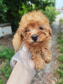 Toy poodle light brown teddy bear