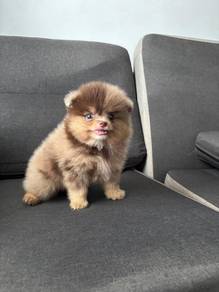 P2000 Pomeranian Choco Merle Tan haired puppy