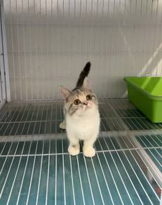 BSH munchkin kitten