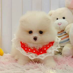 Pomeranian