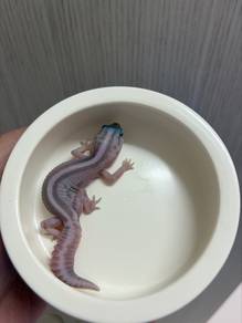 african fat tailed gecko
