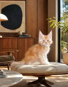 SD Maine Coon