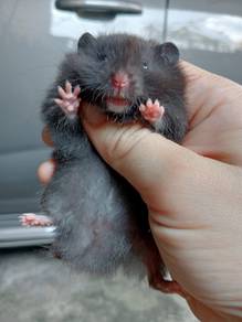 hamster bigbone 