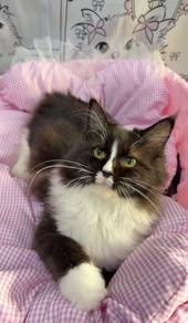 MC Maine Coon Mix Ragdoll