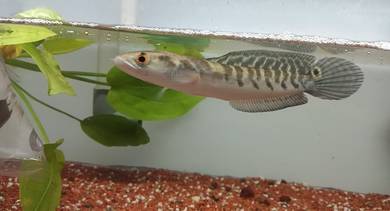 Channa Maru Ys