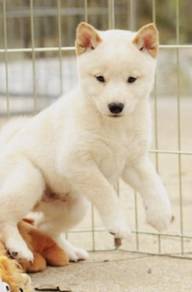 Shiba inu cream
