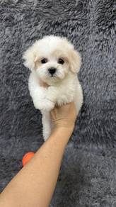马尔泰男
Maltipoo
Father maltese
Mother white poodle