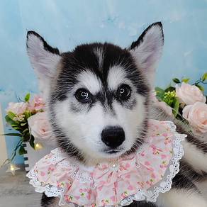 Wooly Husky