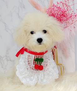 Maltipoo (Maltese mix poodle)