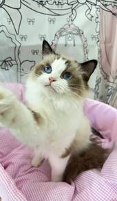 Seal Point Bicolor Ragdoll