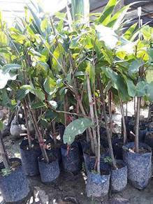 Benih pokok Berangan 6 kaki +