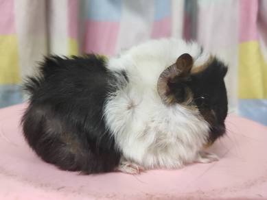 Guinea Pig
