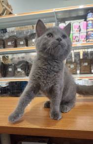 British shorthair female 