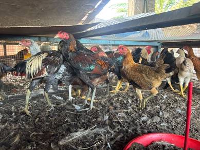 Ayam Mardi /Saga