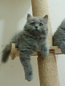 British Longhair (BLH)