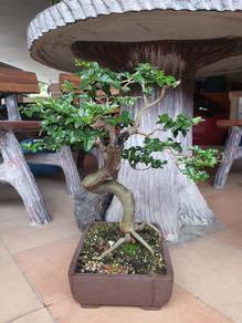 Bonsai Limau Kuku