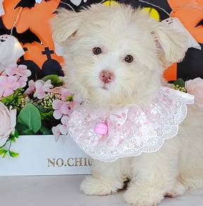 Maltipoo