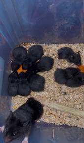 Hamster Syirian Mix Bigbone