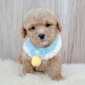 Poodle