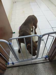 Pets boarding pet hotel