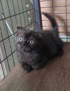 kitten