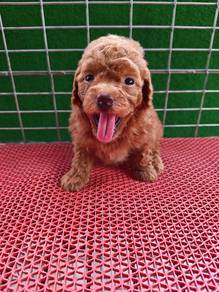 Adorable Toy Poodle Teddy 1604C